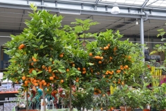 Euroflowers_2017007