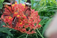 Euroflowers_2017030